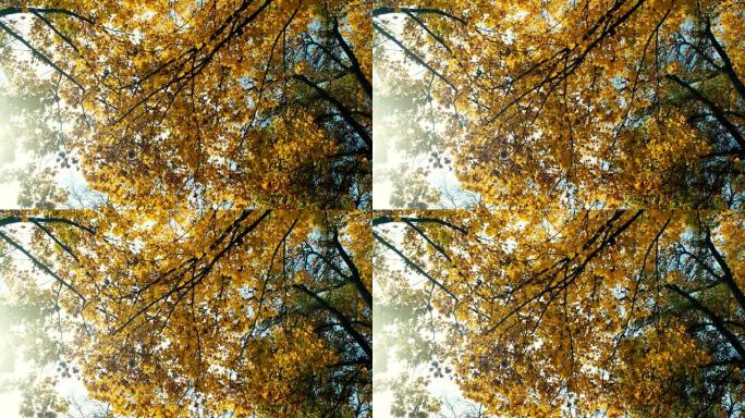 秋天的树梢，落叶和阳光照耀着树叶，4k