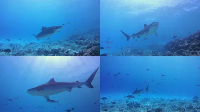 虎鲨捡拾渔夫抛入海洋的金枪鱼和其他渔业废弃物残骸-印度洋，富瓦赫穆拉岛，马尔代夫，亚洲