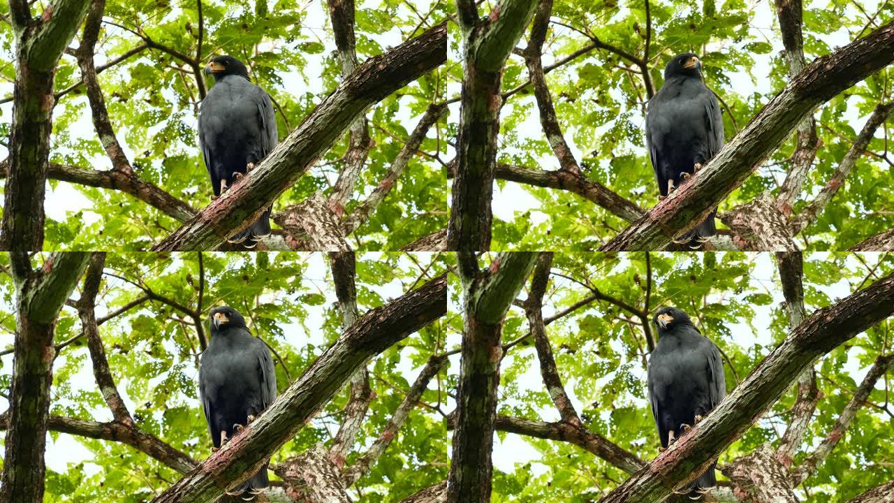 常见的黑鹰转过头来分析周围的环境