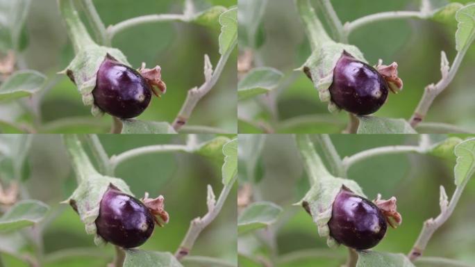 蛋果植物矮瓜枝头长出白茄生长吊菜子