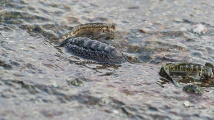 在海浪下的海滩上以石头为食的软体动物基顿-海棘鲷(clavata, huttoni, suteri)