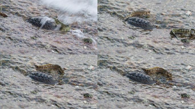在海浪下的海滩上以石头为食的软体动物基顿-海棘鲷(clavata, huttoni, suteri)