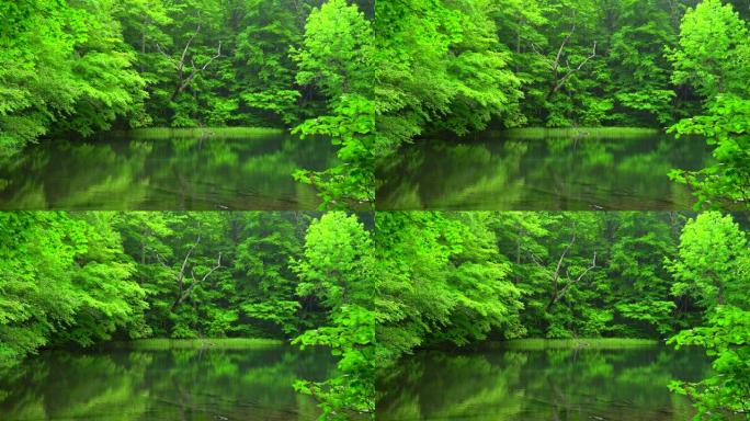 日本青森绿林池塘绿水环绕碧绿