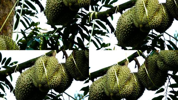 榴莲树，树上新鲜的榴莲果实，榴莲是水果之王，亚洲水果的热带。