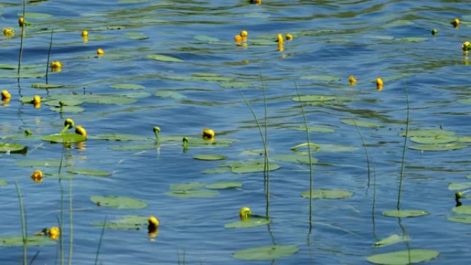 盛开的水黄色花朵Nepar