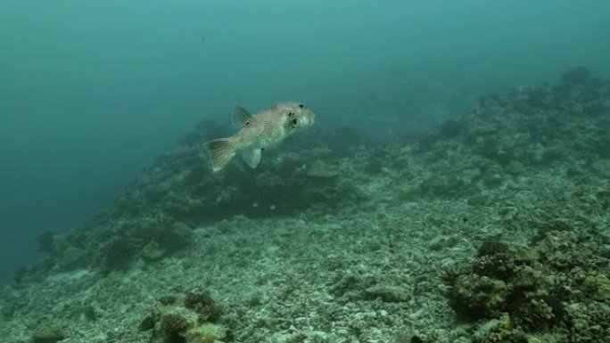 在太平洋中近距离观察星空河豚。鱼群的水下生活。珊瑚礁附近的热带鱼。在清澈的水中潜水。