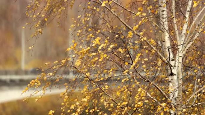 人们在公园里的秋天阳光明媚的日子里走黄叶鸽子和狗