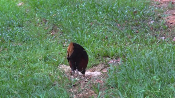 婆罗洲凤头火背是生活在婆罗洲丛林中的稀有鸟类。