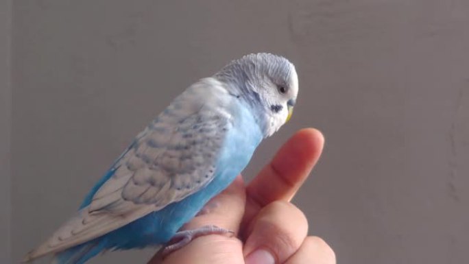 蓝屋鹦鹉与人的手指通信。