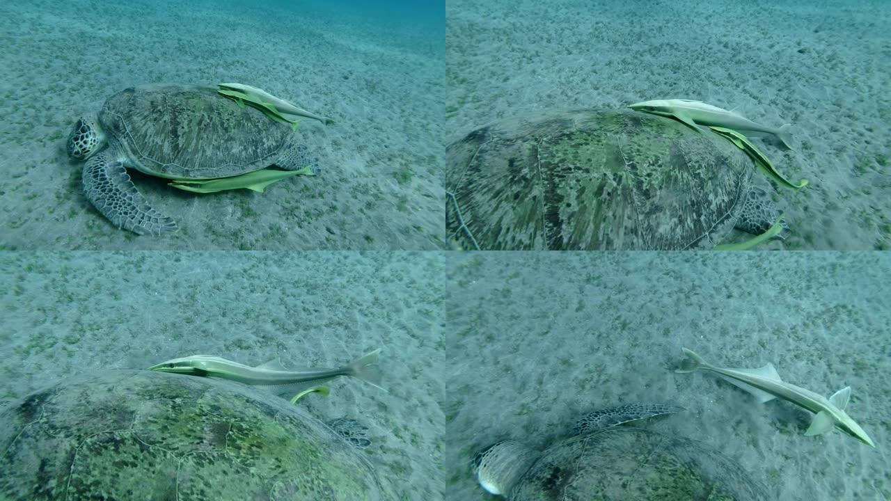 在吃海底海草的海龟壳上三只鱼。Remora鱼 (Echeneis naucrates) 和绿海龟 (
