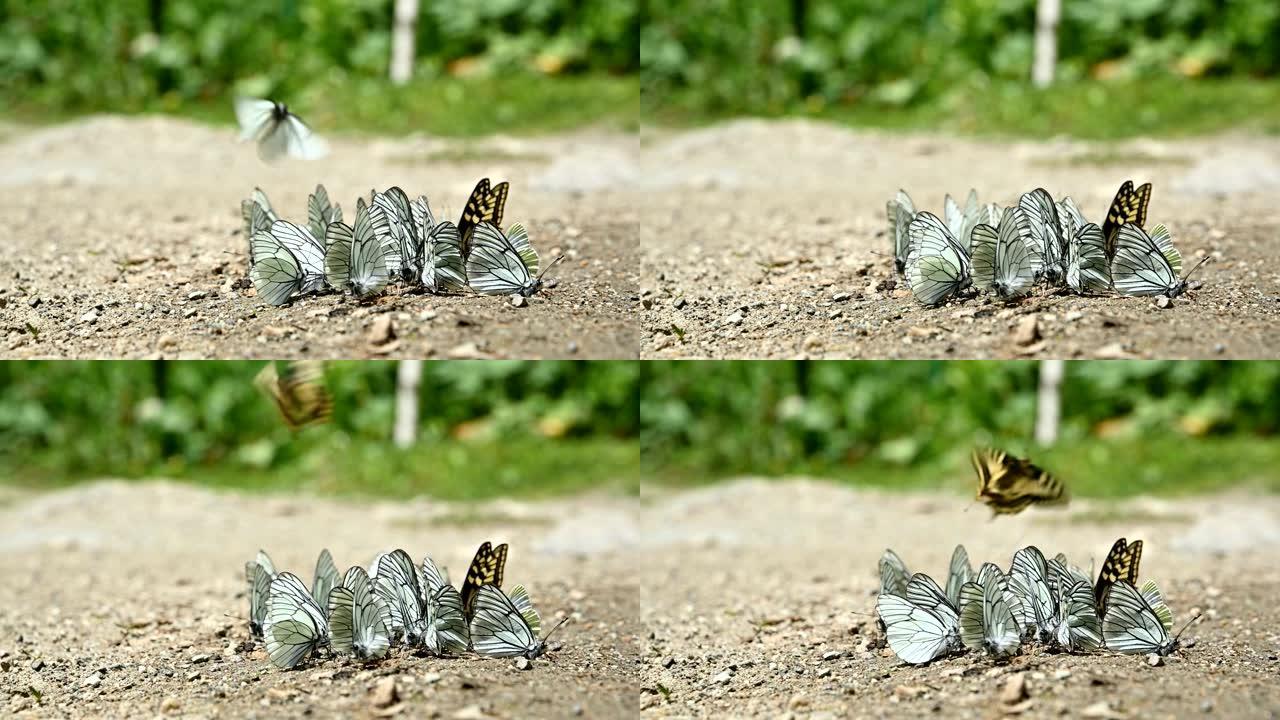特写慢动作山区吸收养分并在地面上爬行的一群带有青色翅膀的蝴蝶。大自然中一群五颜六色的蝴蝶。
