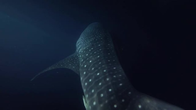 鲸鲨 (Rhincodon typus) 在夜间游泳，印度洋，马尔代夫，亚洲