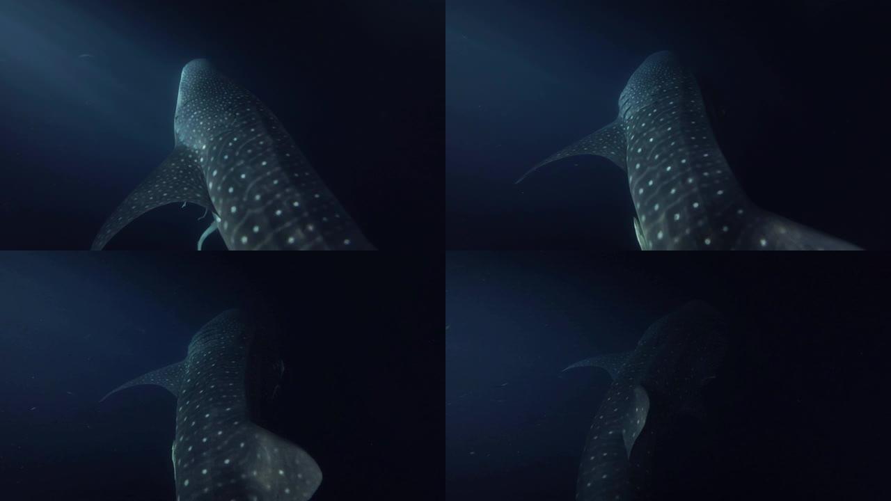 鲸鲨 (Rhincodon typus) 在夜间游泳，印度洋，马尔代夫，亚洲