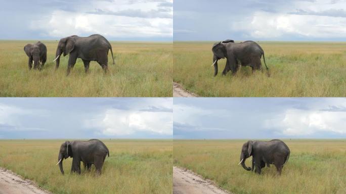 恩戈罗戈罗火山口坦桑尼亚4K的巨大非洲象