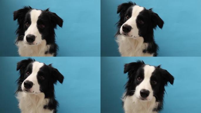 可爱的smilling小狗边境牧羊犬孤立在蓝色背景上的有趣工作室肖像。新的可爱的家庭成员小狗凝视和等