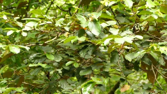 在茂密的丛林树上拍摄小黄鸟的多个可变角度镜头