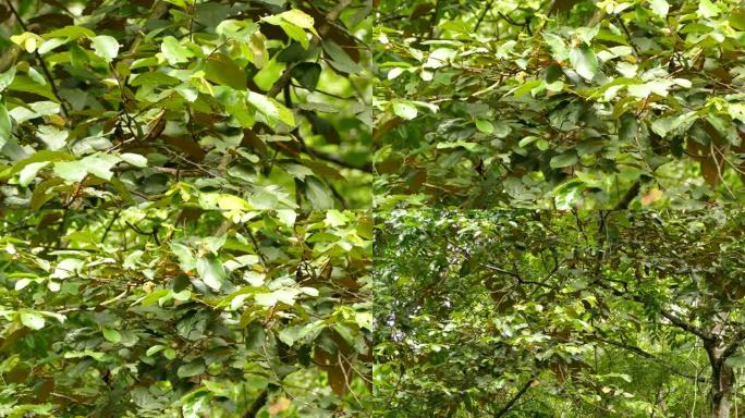 在茂密的丛林树上拍摄小黄鸟的多个可变角度镜头