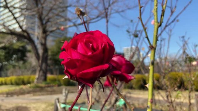 玫瑰花白天，日本东京