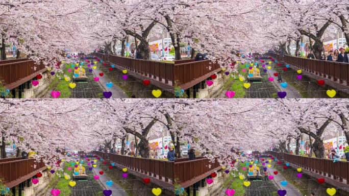 在韩国镇海Yeojwacheon Stream参观樱花的延时游客。