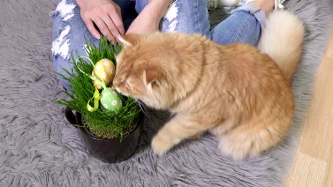 家姜猫近草锅玩塑料复活节彩蛋