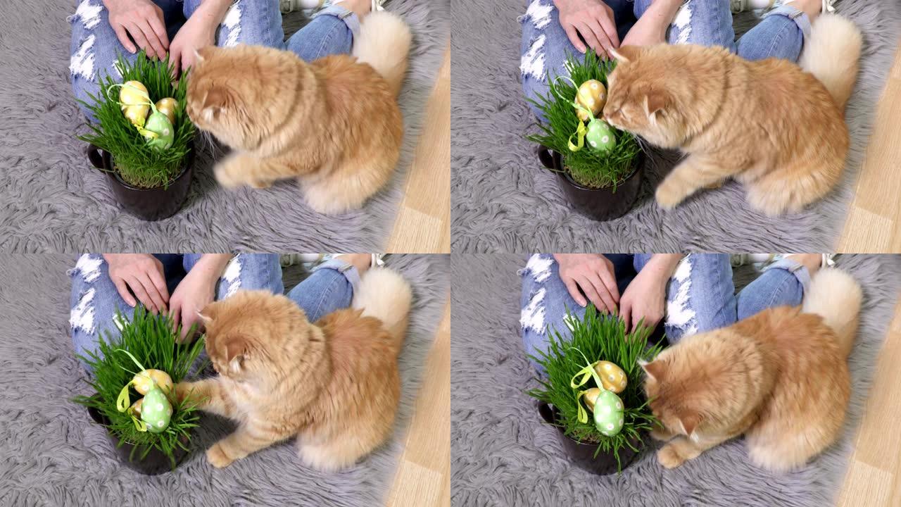 家姜猫近草锅玩塑料复活节彩蛋