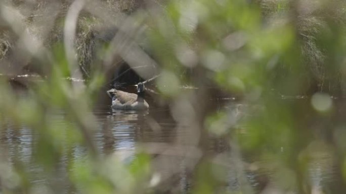 两只加拿大鹅在森林中沿着溪流游泳