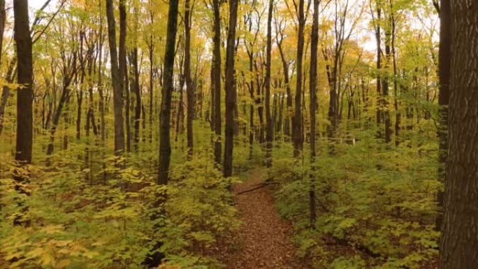在落叶林中覆盖着秋叶的徒步小径上上升