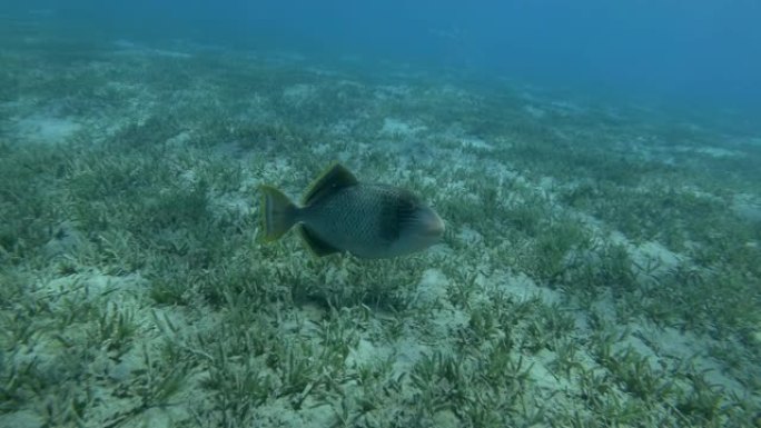 引金鱼在覆盖着绿色海草的海床上方慢慢游动。黄缘引金鱼 (Pseudobalistes flavima