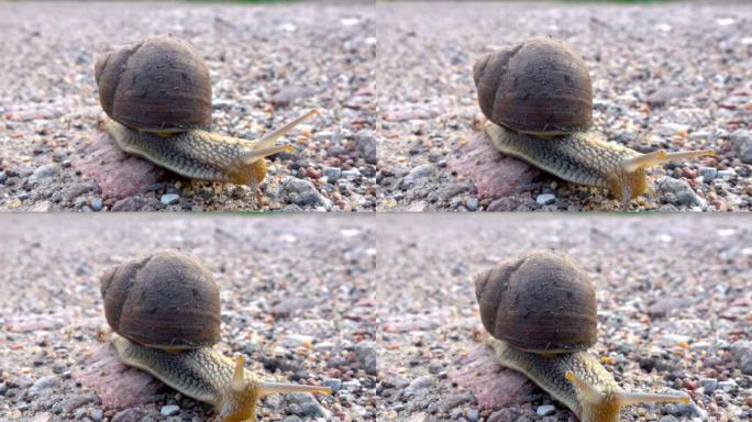 路上的大葡萄蜗牛。特写。贝壳中的大蜗牛在路上爬行，夏天在花园里爬行。特写。