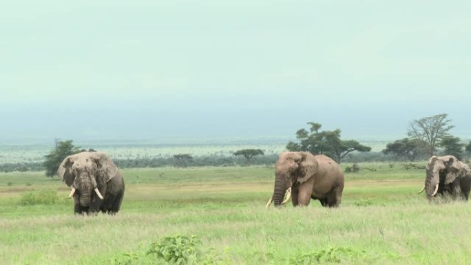 非洲大象家族大象家族