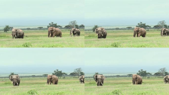 非洲大象家族大象家族