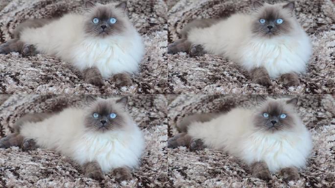 蓝眼睛蓬松的猫看着镜头。