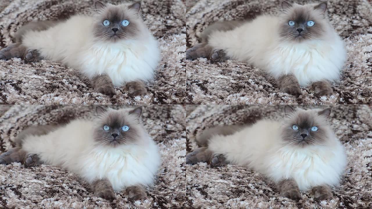 蓝眼睛蓬松的猫看着镜头。