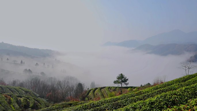 茶山雾