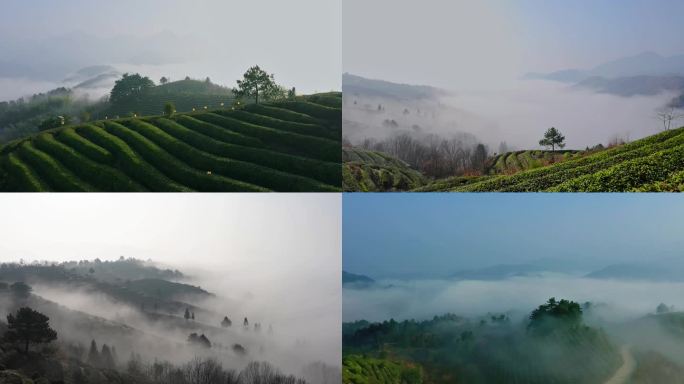 茶山雾