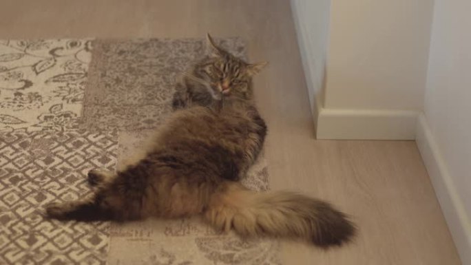 可爱的猫在地毯上梳理皮草
