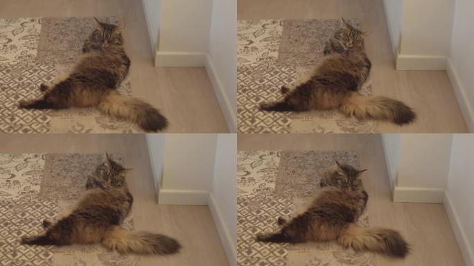 可爱的猫在地毯上梳理皮草