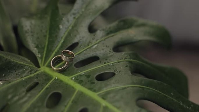 雨后绿色湿叶上的结婚戒指。婚礼细节和配件
