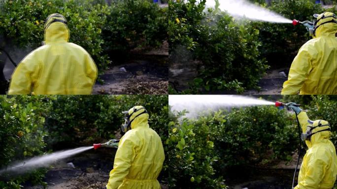 农民穿着防护服喷洒有毒农药和杀虫剂，在水果柠檬种植种植园上。