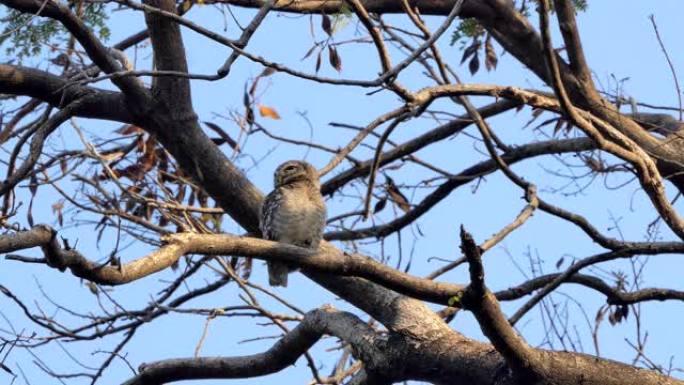 树枝上的猫头鹰。野生动物保护生物生态飞翔