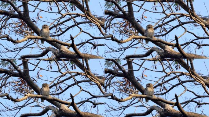 树枝上的猫头鹰。野生动物保护生物生态飞翔