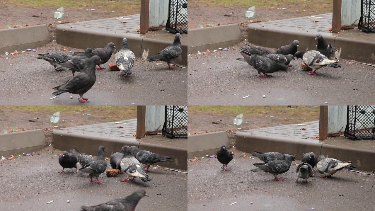 鸽子在街上啄一块面包