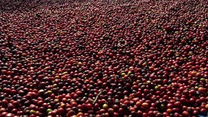 新鲜阿拉比卡咖啡浆果。有机咖啡农场