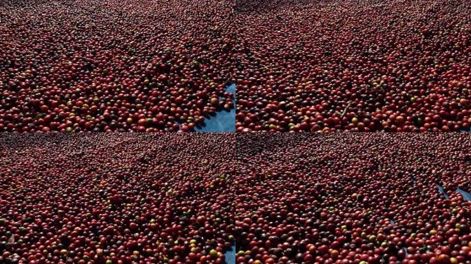 新鲜阿拉比卡咖啡浆果。有机咖啡农场