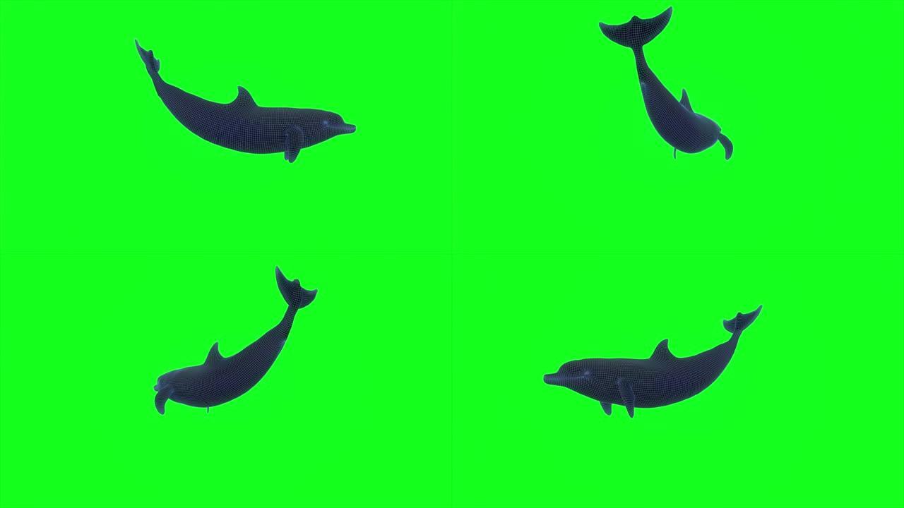 背景海豚动画，3d渲染