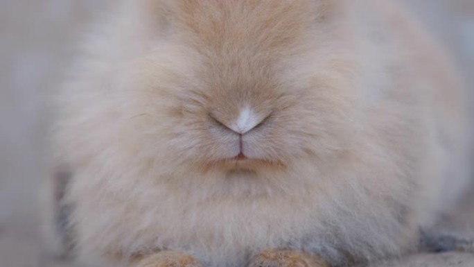 兔子鼻子嗅。棕色兔子嘴的特写。