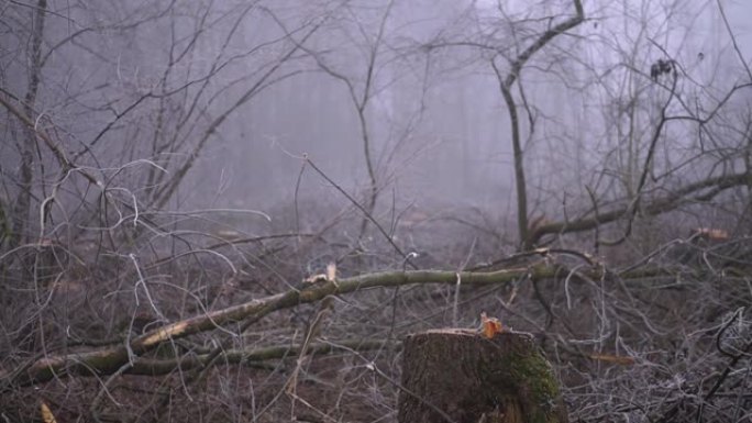 在大雾中砍伐春季森林。柴火的工业采购。可怕的环境灾难是世界的污染。生态主题。