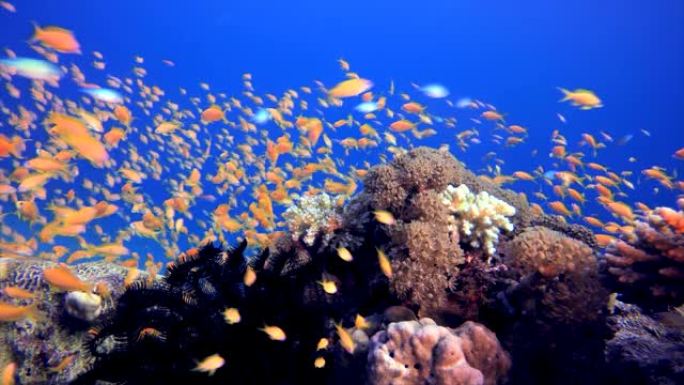 水下鱼和珊瑚花园自然风光海底世界