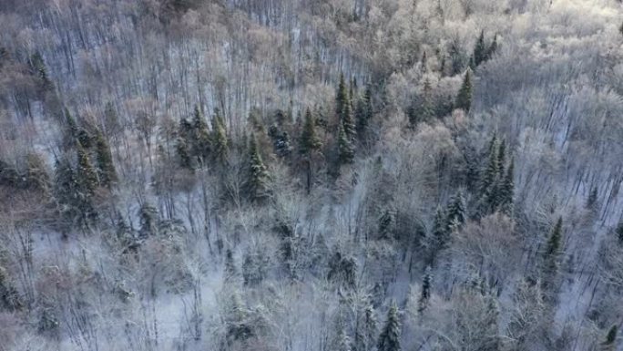 加拿大魁北克暴风雪后冬季北方自然森林的4k航拍视频