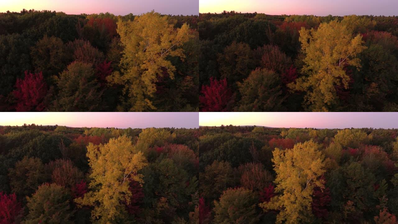 无人机拍摄的秋天森林的黎明时间镜头慢慢升起